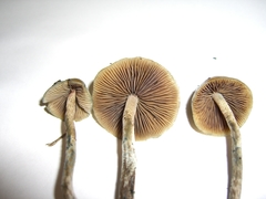 Psilocybe cyanofibrillosa