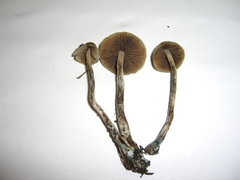 Psilocybe cyanofibrillosa