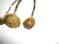 Psilocybe cyanofibrillosa