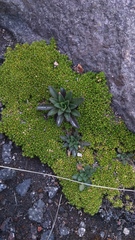 Draba jorullensis