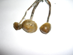 Psilocybe cyanofibrillosa