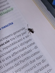 Raglius confusus