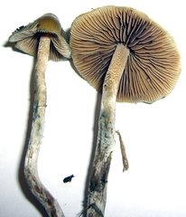 Psilocybe cyanofibrillosa