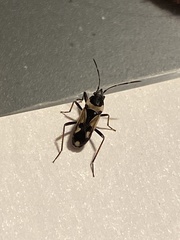 Raglius confusus