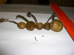 Psilocybe cyanofibrillosa