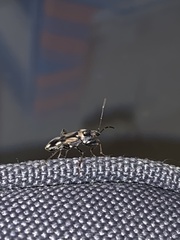 Raglius confusus