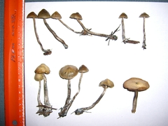 Psilocybe cyanofibrillosa