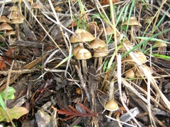 Psilocybe cyanofibrillosa