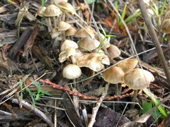 Psilocybe cyanofibrillosa