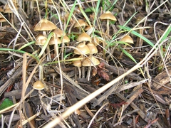 Psilocybe cyanofibrillosa