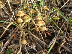 Psilocybe cyanofibrillosa