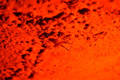 Hadenoecus subterraneus