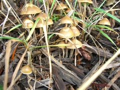 Psilocybe cyanofibrillosa