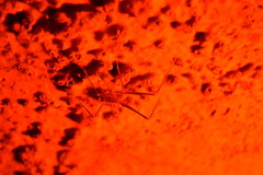 Hadenoecus subterraneus