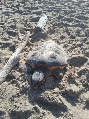 Caretta caretta