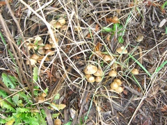 Psilocybe cyanofibrillosa