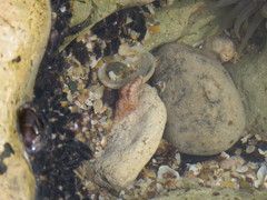 Muricopsis necocheana