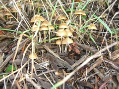 Psilocybe cyanofibrillosa