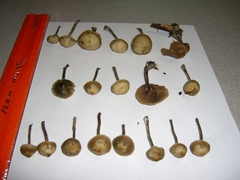 Psilocybe cyanofibrillosa