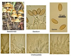 Psilocybe cyanofibrillosa