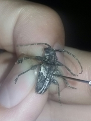 Aegomorphus albosignus