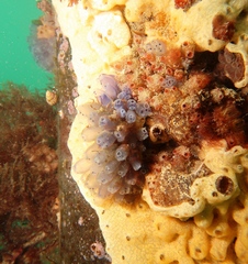 Clavelina moluccensis