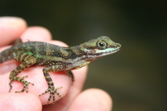 Anolis aquaticus