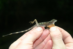 Anolis aquaticus