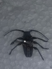 Aegomorphus albosignus