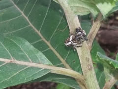 Aegomorphus albosignus