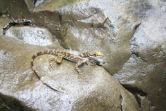 Anolis aquaticus