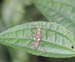 Paraleprodera laosensis