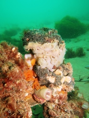 Mauve-Mouth Ascidian photo 4
