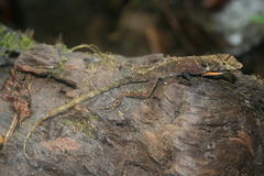 Anolis polylepis image