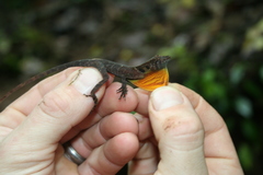 Anolis polylepis