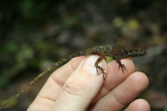 Anolis polylepis