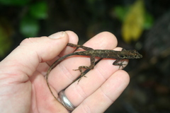 Anolis polylepis