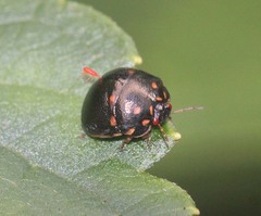 Paracopta duodecimpunctata