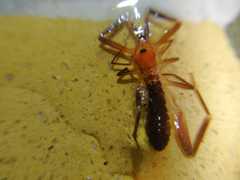 Solifugae