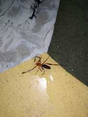 Solifugae