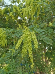 Apoplanesia paniculata