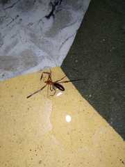 Solifugae