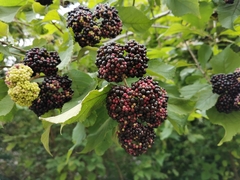 Callicarpa acuminata