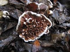 Hydnellum auratile