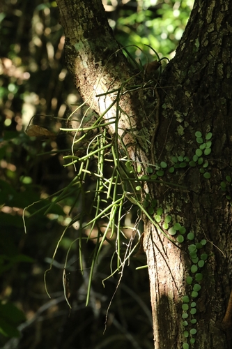 Cleisostoma simondii, photograph 5