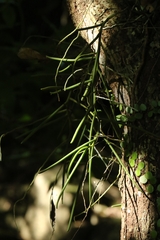 Cleisostoma simondii, photograph author not stated, no rights reserved