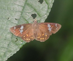 Celaenorrhinus patula