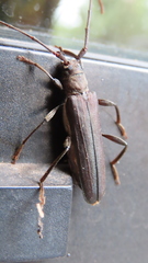 Xystrocera erosa