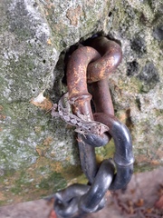 Anolis schiedii
