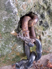 Anolis schiedii